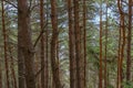 Green coniferous forest close-up. Natural background. Travel, way, success concept Royalty Free Stock Photo