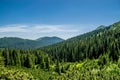 Green coniferous forest in the hills