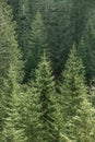 Green coniferous forest with old spruce, fir and pine trees