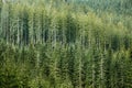 Green coniferous forest with old spruce, fir and pine trees