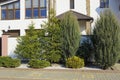 Green coniferous ornamental trees and bushes near the wall fence