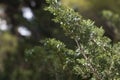 Green coniferous plant close-up on the street