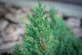 Green coniferous plant in the garden. Thorny plant in the forest