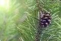 Green coniferous ripe cone on a pine branch, evergreen forest of sunlight