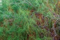 Green coniferous texture. Long thin needles on green tree stems