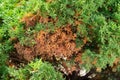 Green coniferous tree with some dried branches. American arborvitae tree, thuja problems and disease