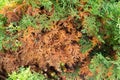 Green coniferous tree with some dried branches. A thuja, arborvitae tree is drying up, turning yellow and brown Royalty Free Stock Photo