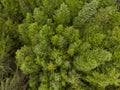 Green conifers in the forest, top view, texture Royalty Free Stock Photo