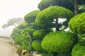 Green conifers