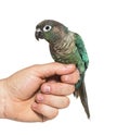 Green Conure hold on an human hand