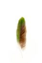 Green Conure Parrot Feather