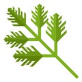 Green cooking herb leaves. Parsley flat icon