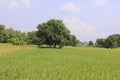 green and cool rice fields. preparation of rice harvest. with beautiful clouds