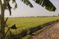 green and cool rice fields. preparation of rice harvest. with beautiful clouds