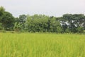 green and cool rice fields. preparation of rice harvest. with beautiful clouds