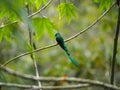 Green Coraciiformes perched on a tree branch Royalty Free Stock Photo