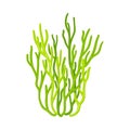 Green Coral as Marine Invertebrate from Ocean Bottom Vector Illustration Royalty Free Stock Photo