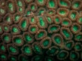 Green Coral Upclose, Indonesia