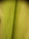 Green Cordyline leaf fracture