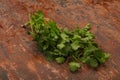 Green coriander or cilanto leaves heap Royalty Free Stock Photo