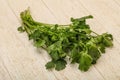 Green coriander or cilanto leaves heap Royalty Free Stock Photo