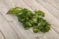 Green coriander or cilanto leaves heap Royalty Free Stock Photo