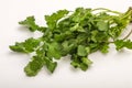 Green coriander or cilanto leaves heap Royalty Free Stock Photo