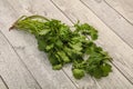 Green coriander or cilanto leaves heap Royalty Free Stock Photo