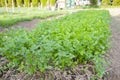 green Coriander (Cilantro) leaves