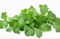 Green coriander or cilantro leaves plant isolated on white background Royalty Free Stock Photo