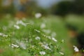 Green Coriander field Royalty Free Stock Photo