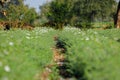 Green Coriander field Royalty Free Stock Photo