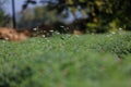 green Coriander field Royalty Free Stock Photo