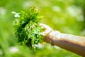 Green Coriander field Royalty Free Stock Photo