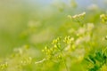 Green Coriander field Royalty Free Stock Photo