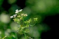 Green Coriander field Royalty Free Stock Photo