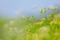 Green Coriander field Royalty Free Stock Photo