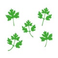 Green coriander leaves set vector illustration isolated on white.