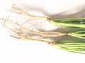 Green coriander root put on a white background Royalty Free Stock Photo