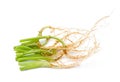 Green coriander root put on white background Royalty Free Stock Photo