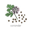 Green coriander sketch flower seeds on white background for print design. Vector illustration. Drawing engraving. Doodle