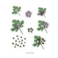 Green coriander sketch flower seeds on white background for print design. Vector illustration. Drawing engraving. Doodle