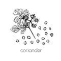 Green coriander sketch flower seeds on white background for print design. Vector illustration. Drawing engraving. Doodle