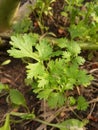 Green Coriandrum sativum plants in nature garden