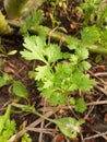 Green coriandrum sativum plants in nature garden