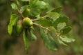 Green Cork Oak acorns and leaves on a twig - Quercus suber Royalty Free Stock Photo