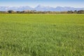 Green corn agricultural field in springtime still without the ear against a mountain range Royalty Free Stock Photo