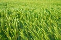 Green corn crop waving in the wind texture background