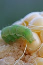 Green Corn earworm eating a mielie corn in South Africa. Royalty Free Stock Photo