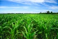 Green corn field Royalty Free Stock Photo